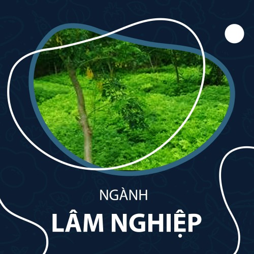 Hệ trung cấp ngành Lâm nghiệp
